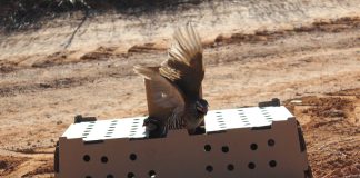 Sueltan 2.000 perdices como cierre proyecto LIFE Estepas de La Mancha