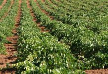 Exige al Gobierno español un apoyo al sector del vino equiparable al de Francia viñas