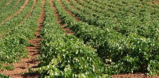Castilla-La Mancha recibirá 75,2 millones para reestructuración de viñedo, reconversión e inversiones en el sector vitivinícola viñas