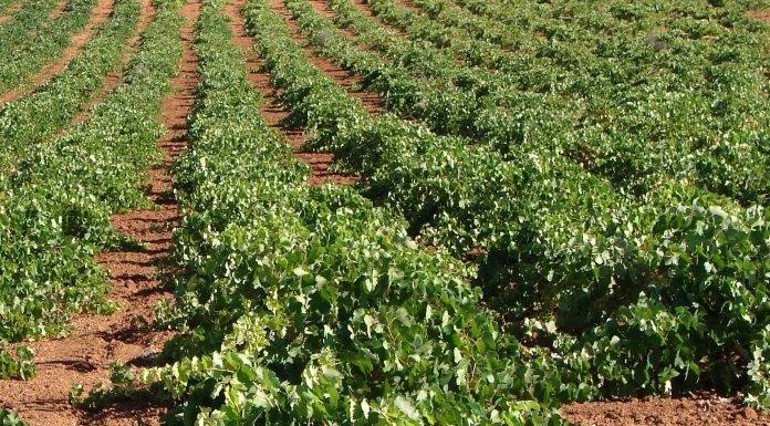 Exige al Gobierno español un apoyo al sector del vino equiparable al de Francia viñas