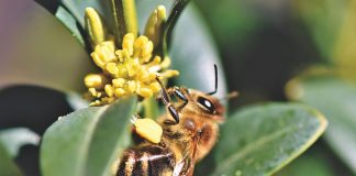 Los fondos del Plan Nacional Apícola aumentarán en un 70% abeja apicultura