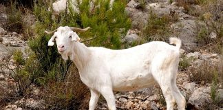 La Sierra del Segura, un reducto para la cabra blanca celtibérica