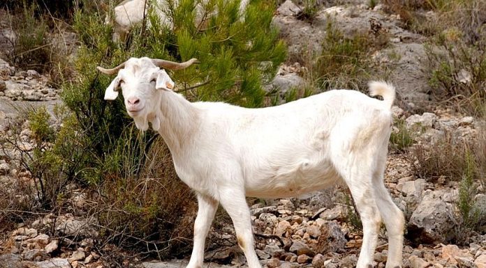 La Sierra del Segura, un reducto para la cabra blanca celtibérica