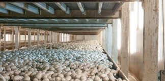 Los residuos del champiñón se apuntan a la economía circular