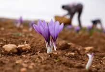 El conflicto en Irán evidencia la necesidad de impulsar la producción española de azafrán