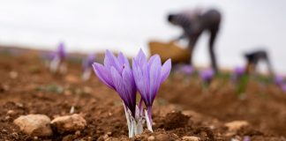 El Azafrán de La Mancha afronta la cosecha con mejores perspectivas que en años anteriores