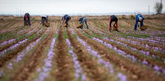 La cosecha 2024 de Azafrán de La Mancha ronda los 350 kilos azafrán