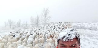 La dura labor del ganadero en invierno