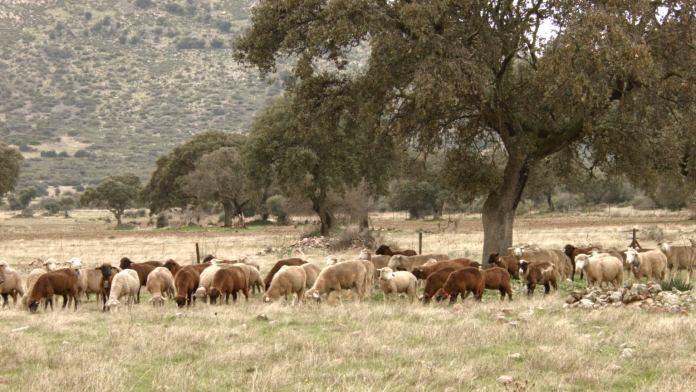 Dehesa