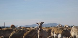 Heces de oveja reflejan la contaminación por microplásticos de suelos agrícolas