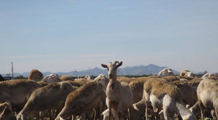 Heces de oveja reflejan la contaminación por microplásticos de suelos agrícolas
