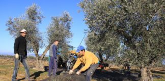 Aprueban la eliminación total de las peonadas para acceder al cobro del subsidio agrario en Andalucía olivareros