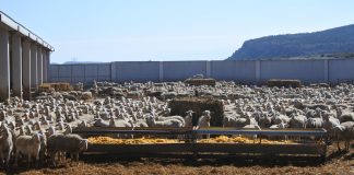 1.277 ganaderos de Ciudad Real reciben ayudas acopladas de ovino PAC ovejas