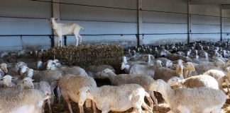 225 ganaderos de Guadalajara reciben ayudas acopladas de ovino de PAC