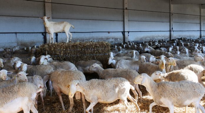 225 ganaderos de Guadalajara reciben ayudas acopladas de ovino de PAC