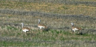 Importante premio por compatibilizar agricultura con conservación de aves esteparias