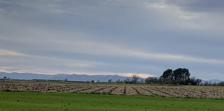 Comienzan a pagar saldo final de Solicitud Única PAC 2020