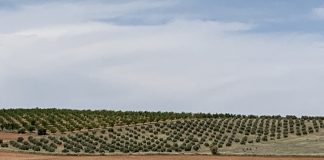 Castilla-La Mancha anticipa el pago del saldo de la PAC, este viernes