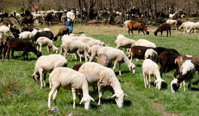 Ganadero de Zamora ovejas FOTO UPA