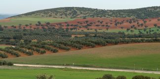 Organizaciones ambientales califican de “retroceso sin precedentes” las propuestas del Gobierno para la PAC paisaje