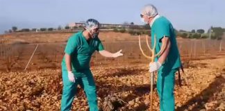 Vídeo: Poda quirúrgica de viñedo en La Mancha