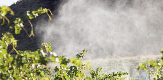 Solución revolucionaria de fácil uso para control de polilla del racimo