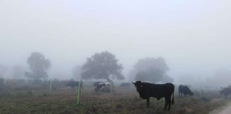 500 reses recorren 250 kilómetros por varias vías pecuarias