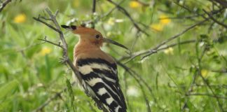 La Sierra Norte de Guadalajara, un paraíso ornitológico