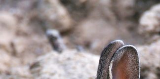 El conejo, el gran olvidado en la gestión del campo: una especie llena de contradicciones. WWF