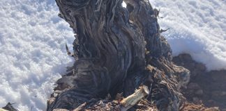 Vídeo. Los conejos, ante la falta de hierba, arrasan con las viñas