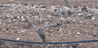 VÍDEO. Daños de la plaga de conejos a los cultivos de Toledo daños conejo en viñas