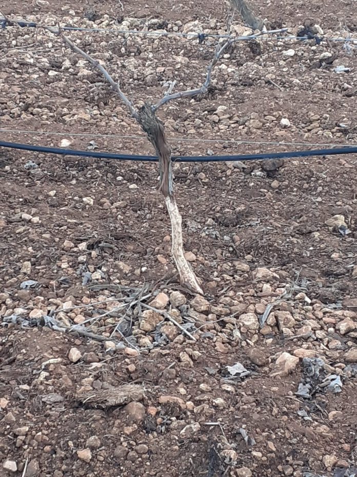 DAÑOS CONEJOS VIÑA daños conejo en viñas