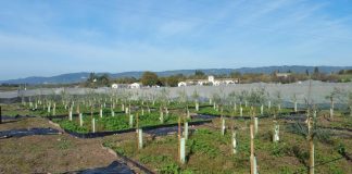 Obtiene tres nuevas variedades de olivo más resistentes a la verticilosis