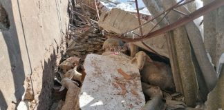 Un ganadero pide ayuda para poder sacar a sus ovejas vivas de una nave hundida por la nieve