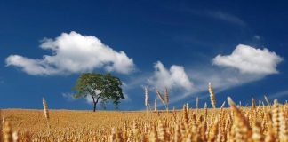 Duración de cubierta vegetal, clave para mejorar la producción de cereales cereales