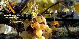 Ya intentan estafar hasta con las uvas de Nochevieja