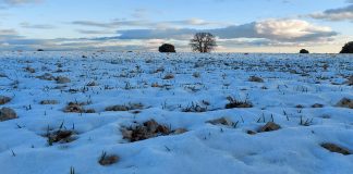 Daños en el campo por borrasca ‘Filomena’ están cubiertos por el seguro agrario