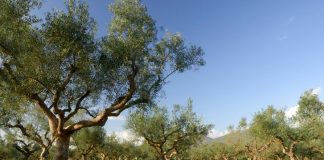 ARTOLIO, el proyecto para apoyar al pequeño productor de aceite en el área del Mediterráneo