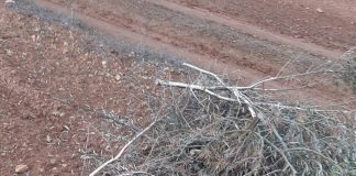 Agricultores deciden alimentar a los conejos para que no devoren sus plantaciones