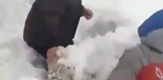 Vídeo: Ganaderos rescatan ovejas totalmente sepultadas por la nieve