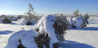 Advierten de pérdidas de plantaciones enteras de olivos por ola de frío