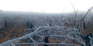 ¿Aguantarán las viñas las heladas y bajas temperaturas de estos días?
