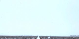 ¿Cómo afectan estas nevadas y heladas a los diversos cultivos?