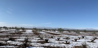 ¿Qué tipos de heladas pueden afectar al viñedo y cómo se clasifican?
