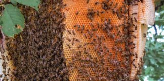 Unión de Uniones propone que el Plan Nacional Apícola 2020 -2022 se oriente al apicultor profesional