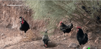 ‘Equipo de Investigación’ muestra la cría de gallinas en ecológico de ‘La Barja’