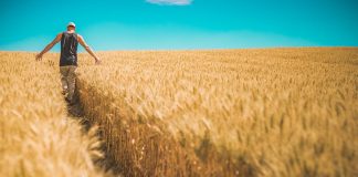 España tiene cubiertas las necesidades de compra de cereales y oleaginosas, pese a Ucrania cereal