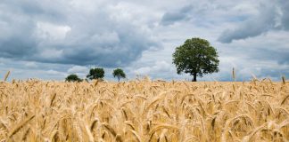 Apuestan por poner en valor a los operadores tradicionales en la cadena del cereal en España cereal