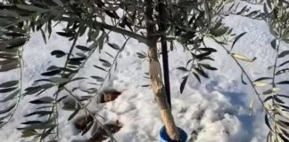 La nieve agrava la situación de los daños causados por conejos