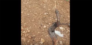 Vídeo. Agricultor desesperado por los daños de los conejos a sus viñas